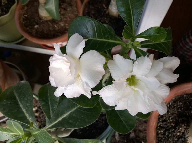 WP_20150125_10_29_12_Pro.jpg