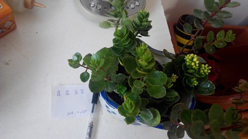 IMG_20150125_151455.jpg