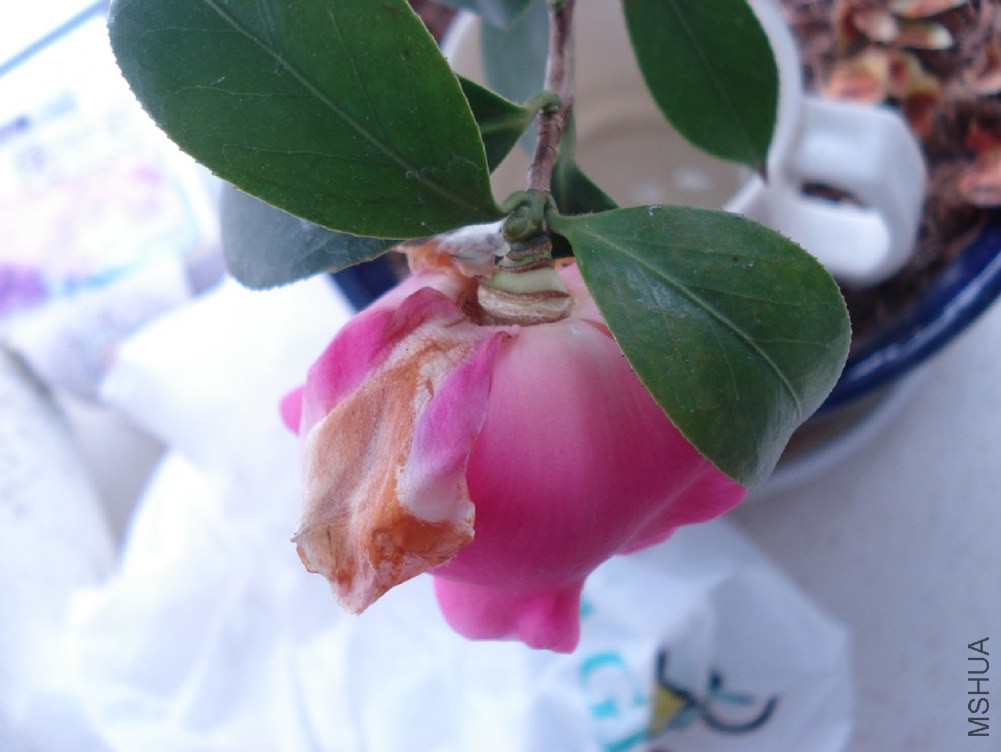 DSC002.JPG