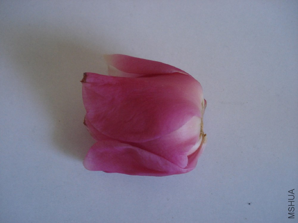 DSC004.JPG