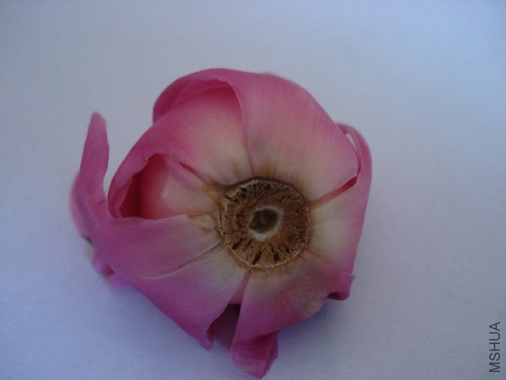 DSC005.JPG