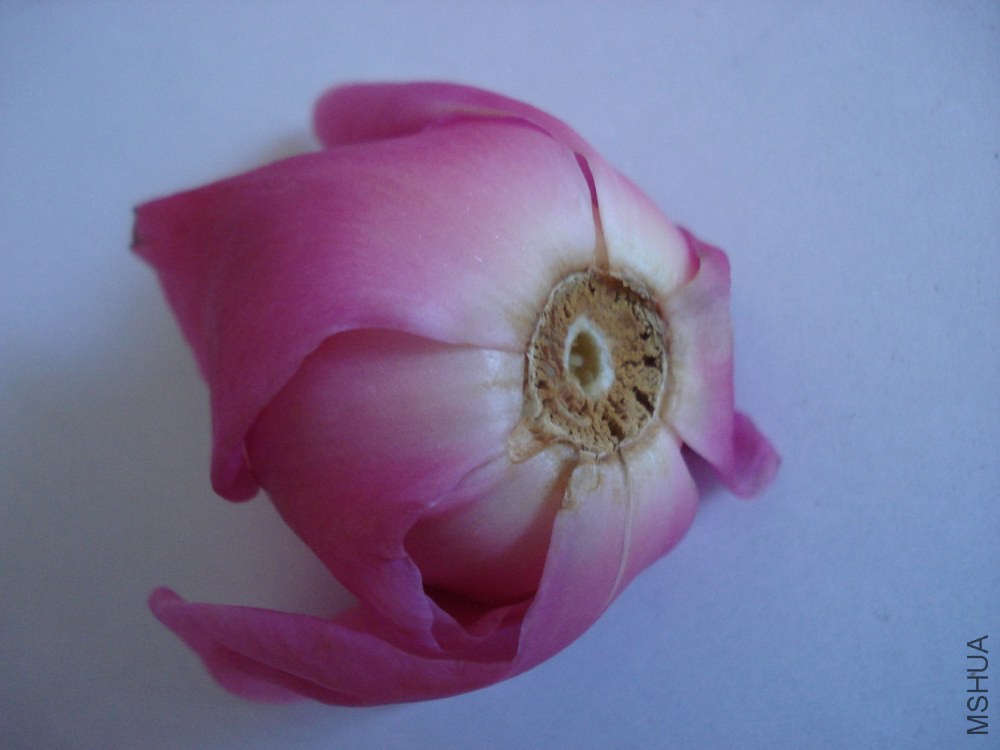 DSC006.JPG