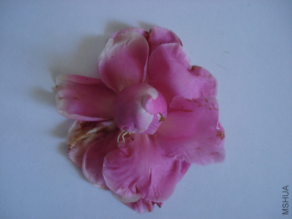 DSC007.JPG