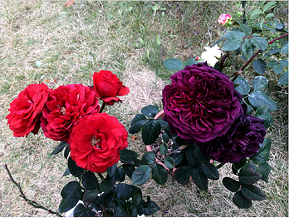 269PN56B8037VC_N~9L34.png