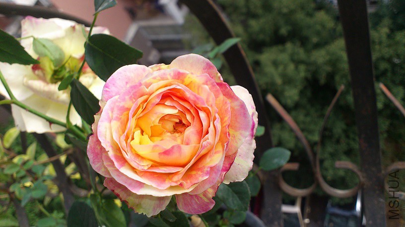 DSC_4021.JPG