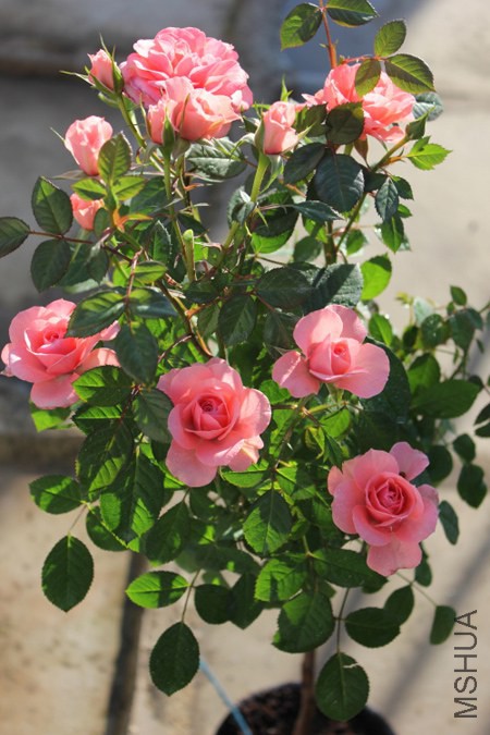 DPP_0004.JPG