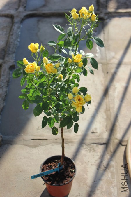 DPP_0005.JPG
