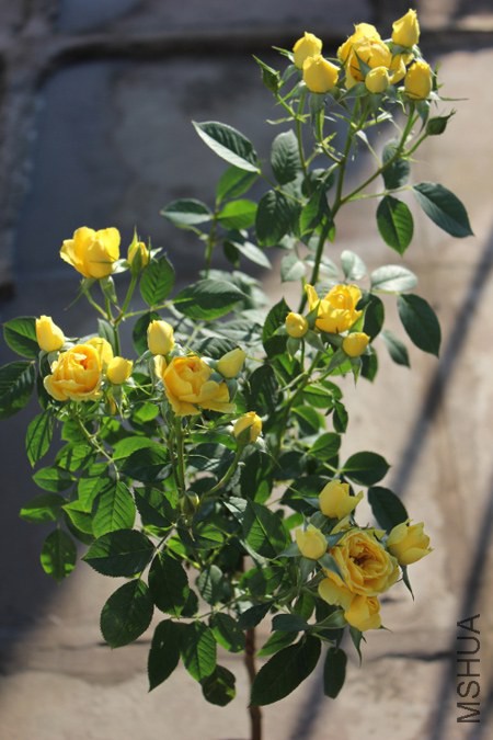 DPP_0006.JPG