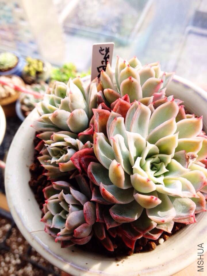 ������Ů��