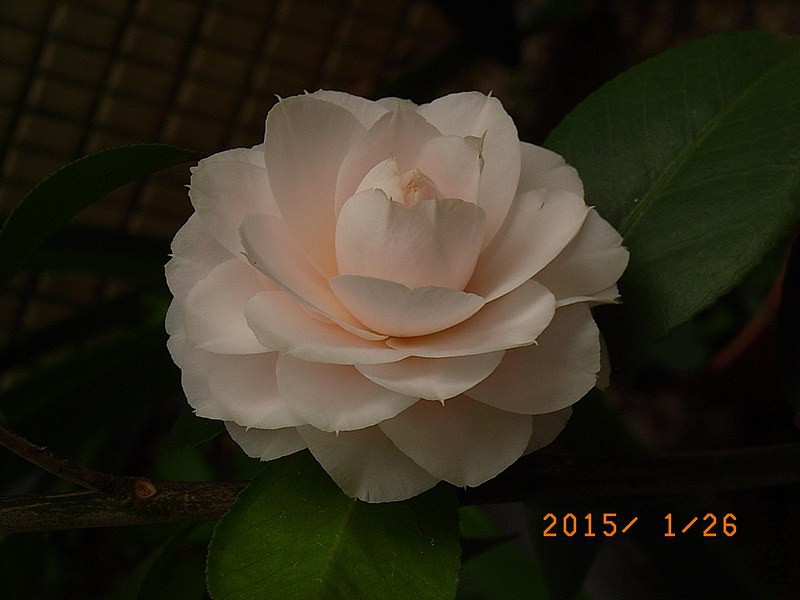 ǧ��֮��a1.JPG