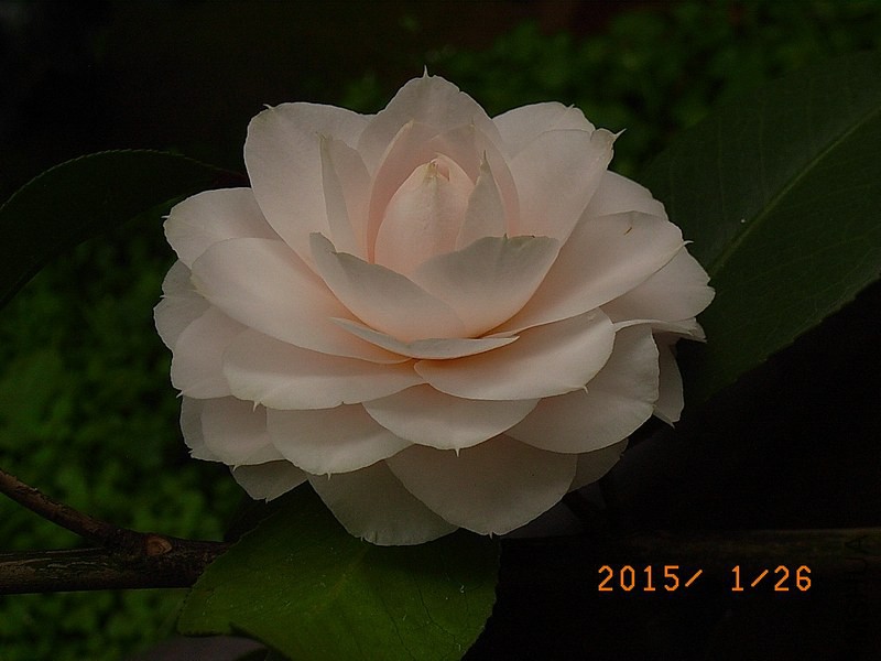 ǧ��֮��a2.JPG
