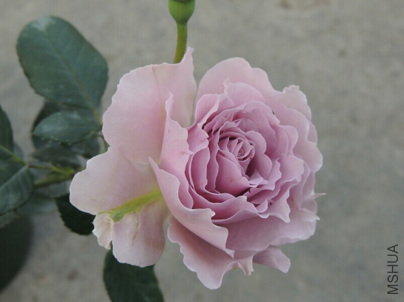 QQͼƬ20150128093640.jpg
