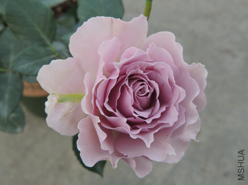 QQͼƬ20150128093646.jpg