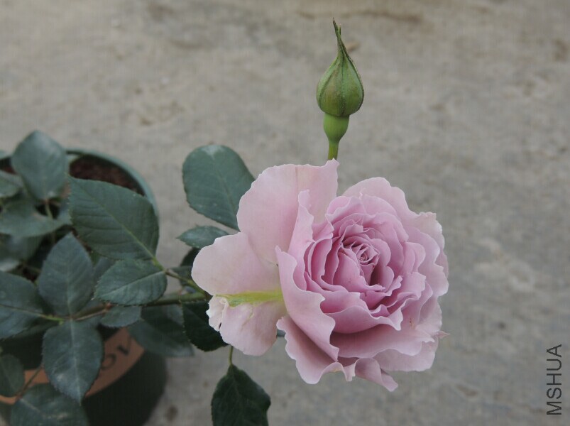 QQͼƬ20150128093650.jpg