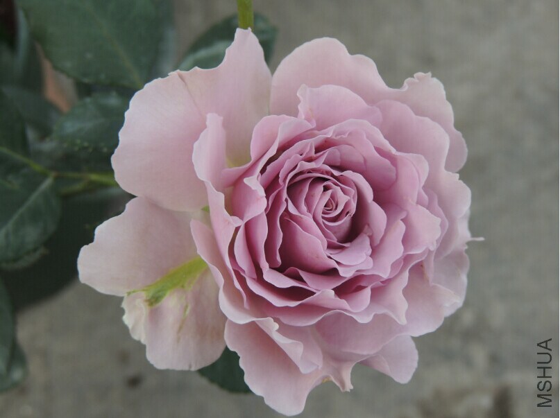 QQͼƬ20150128093741.jpg