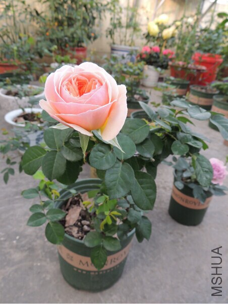 QQͼƬ20150128093704.jpg