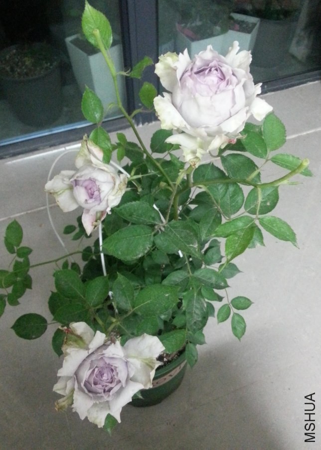 20140519_212140_Android_����.jpg