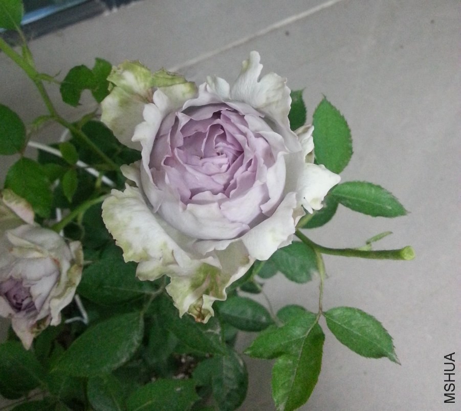 20140519_212011_Android_����.jpg