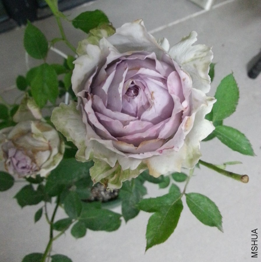 20140521_213630_Android_����.jpg