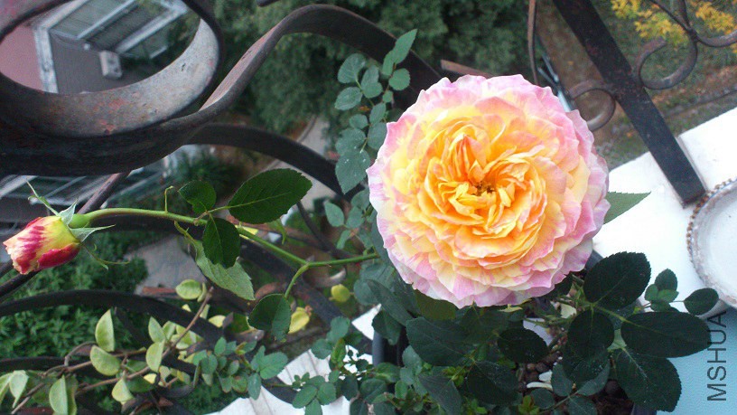 DSC_4040.JPG