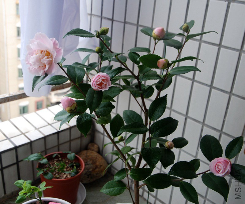 DSC_4138.JPG