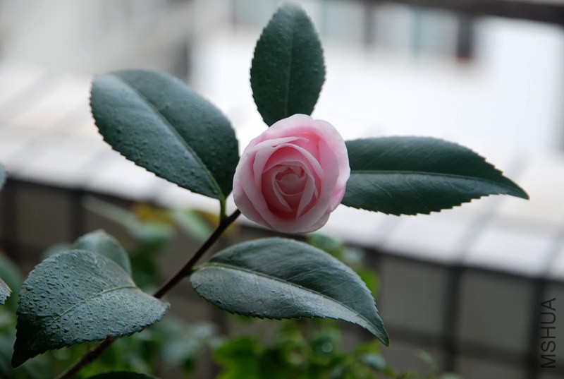 DSC_4141.JPG