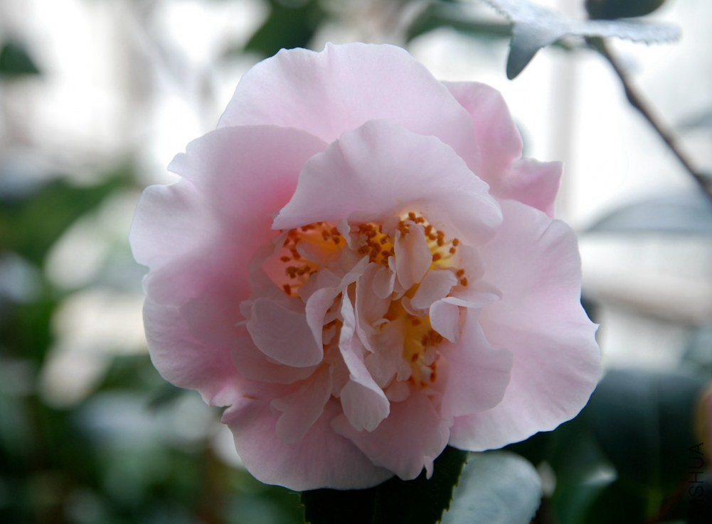 DSC_4145.JPG