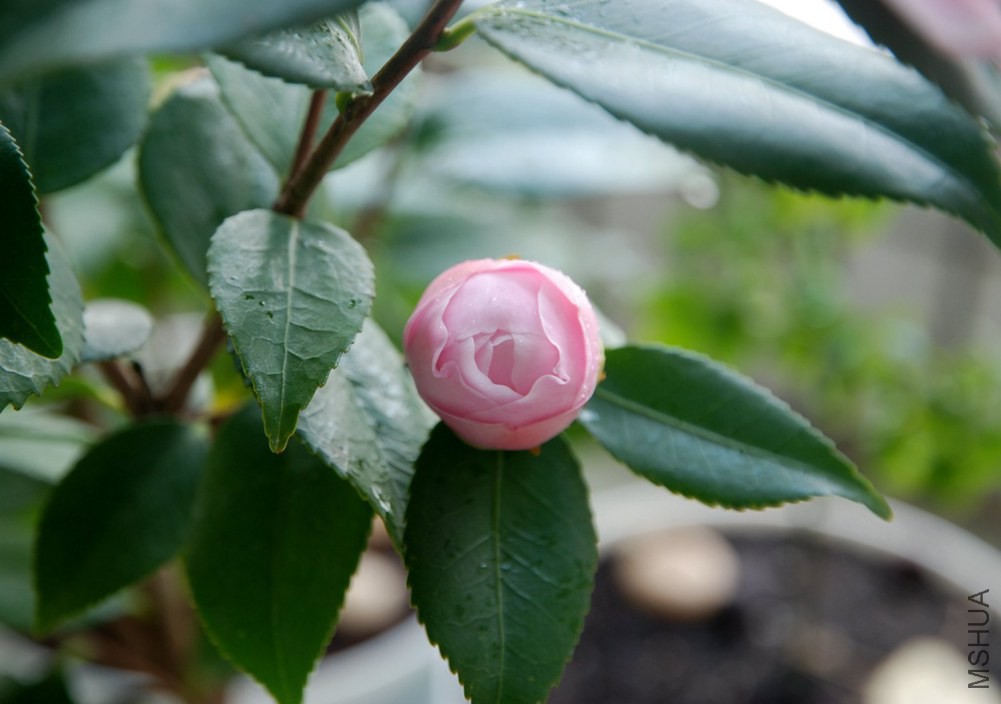 DSC_4150.JPG