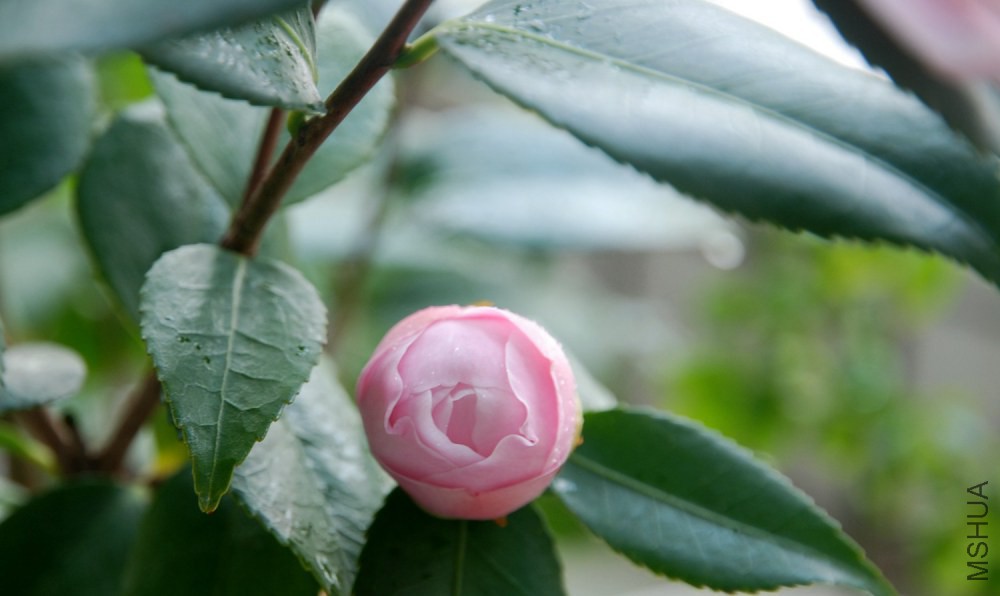 DSC_4151.JPG