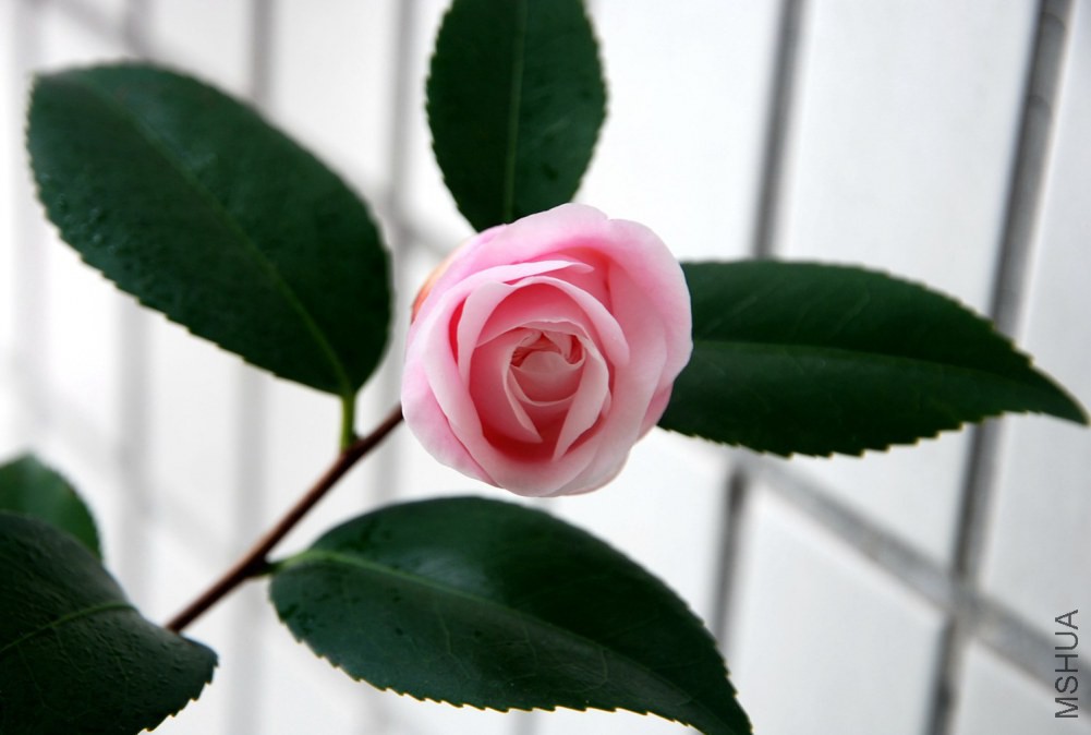 DSC_4152.JPG