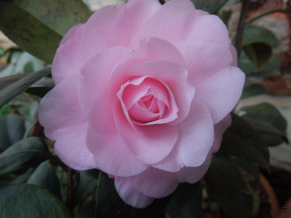 DSCN4522.JPG