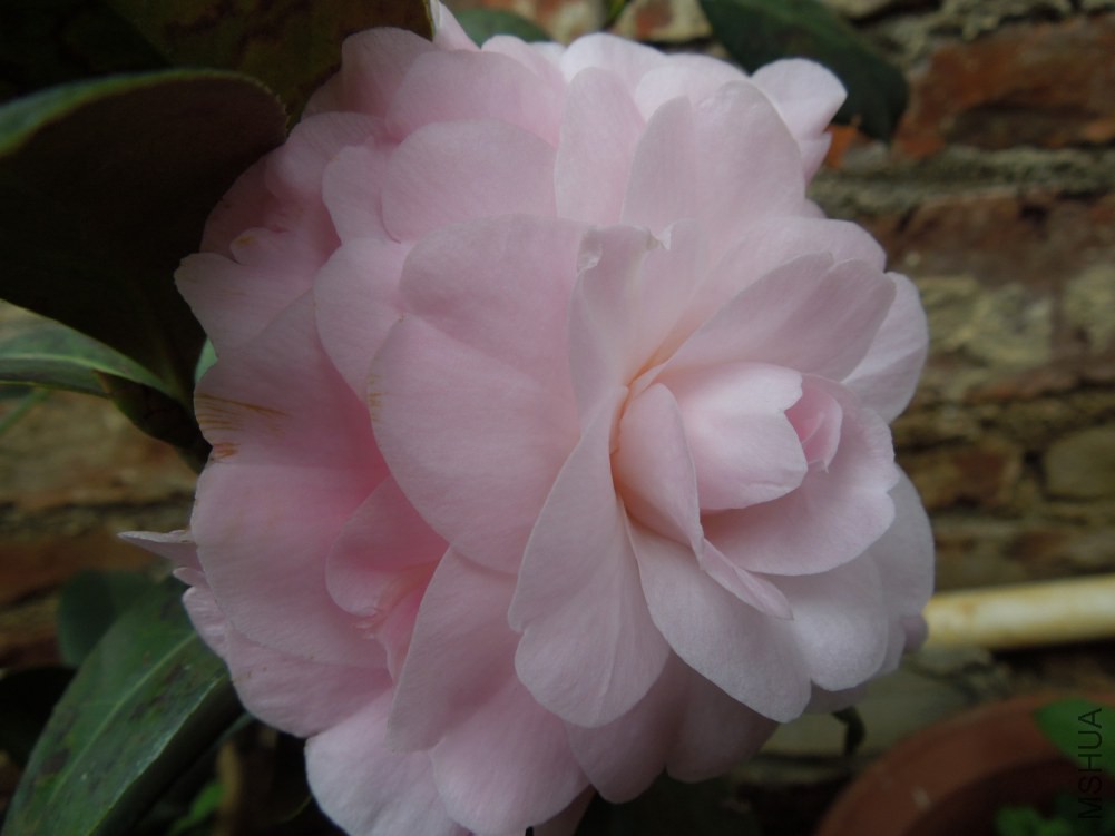 DSCN4530.JPG