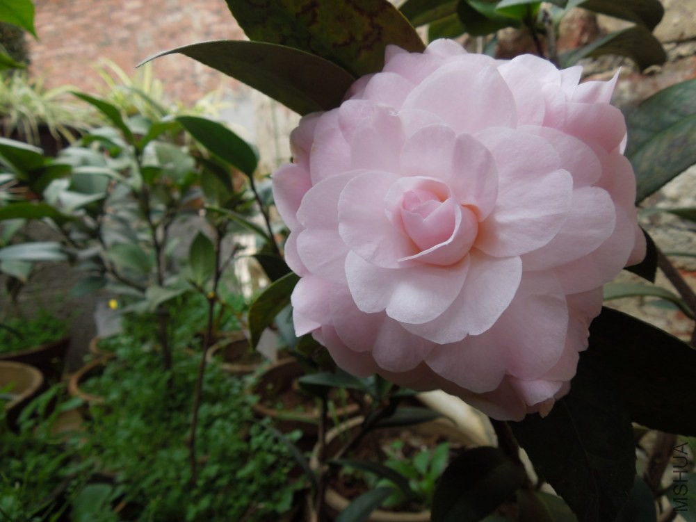 DSCN4531.JPG