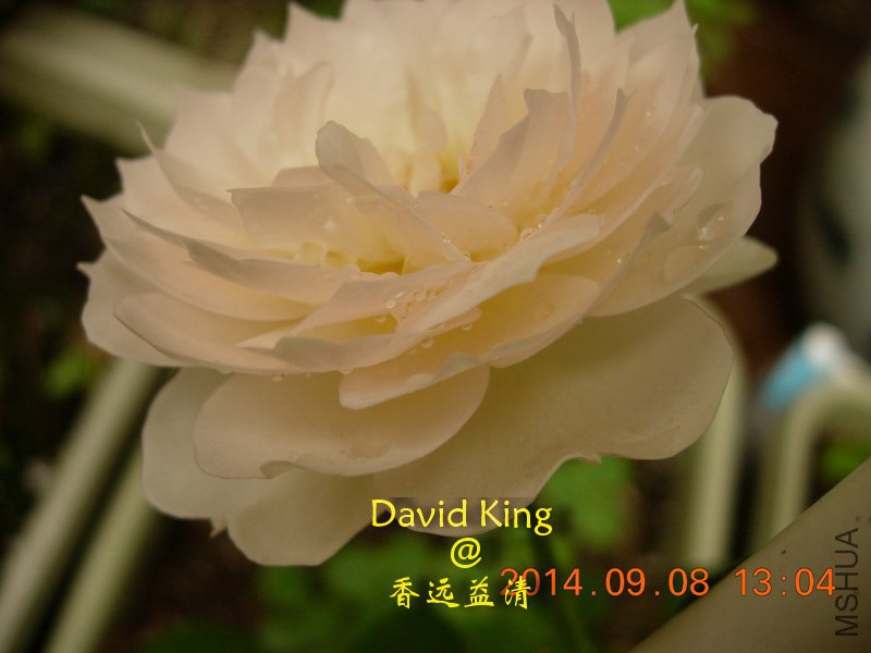 lgDSCN2124_resize.JPG