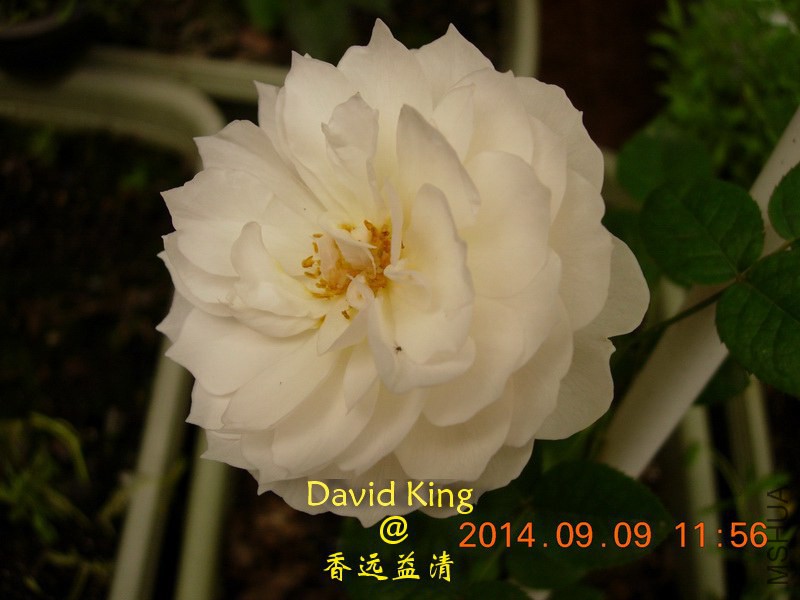 lgDSCN2161_resize.JPG