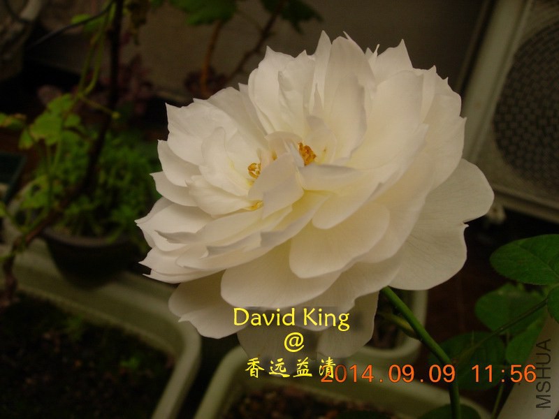 lgDSCN2169_resize.JPG