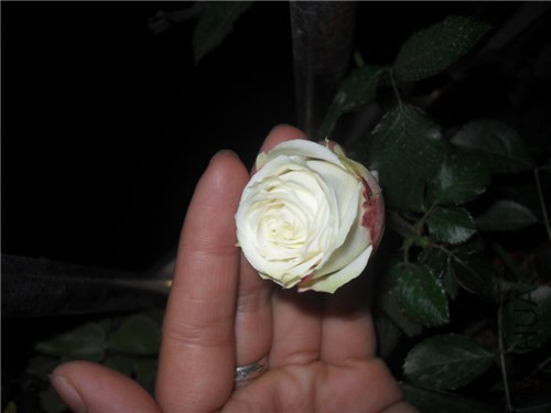SDC15390.JPG