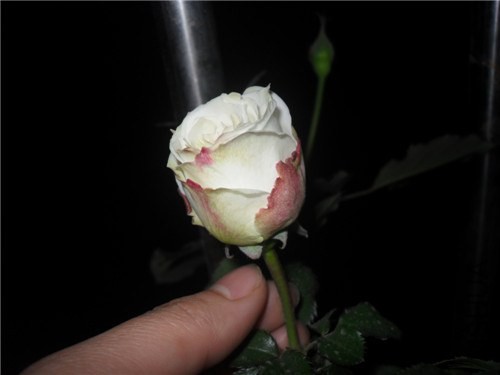 SDC15391.JPG