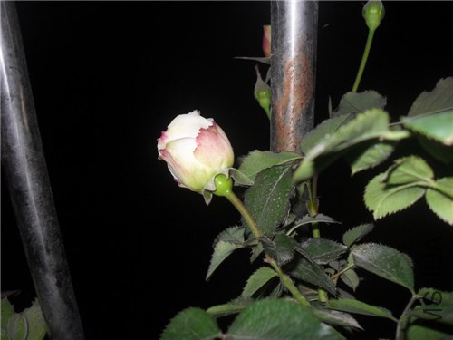 SDC15394.JPG