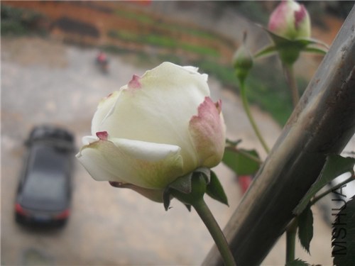 SDC15401.JPG