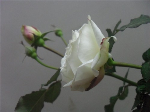 SDC15415.JPG