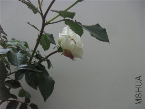 SDC15420.JPG