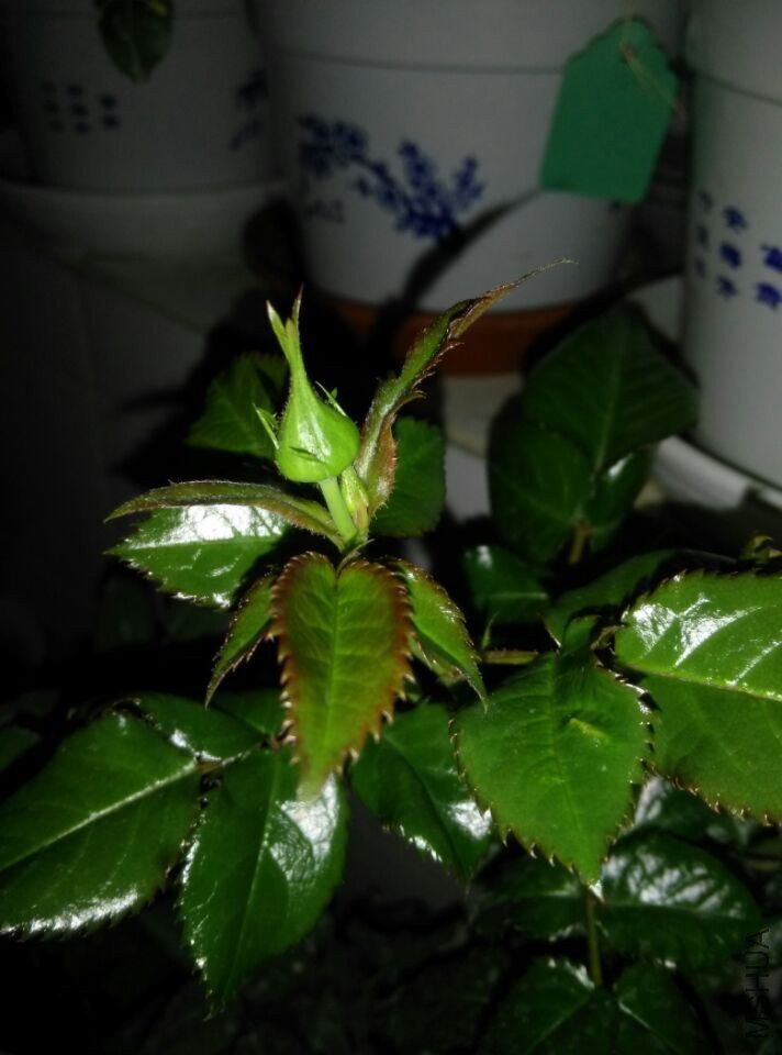 QQͼƬ20150128210821.jpg