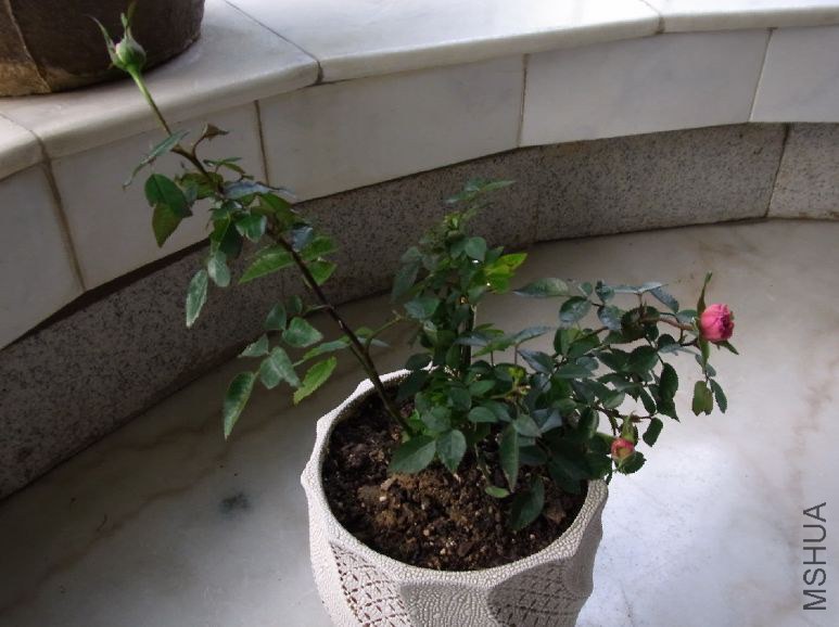 Image1.jpg