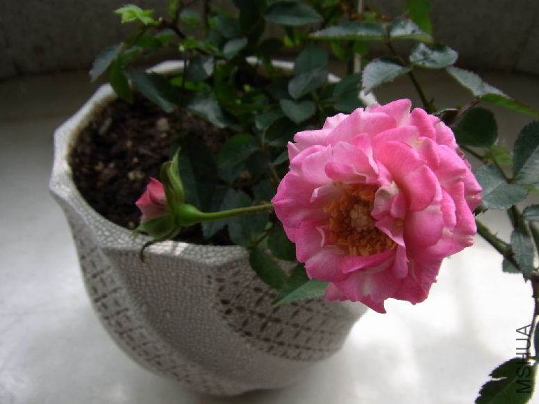 Image4.jpg