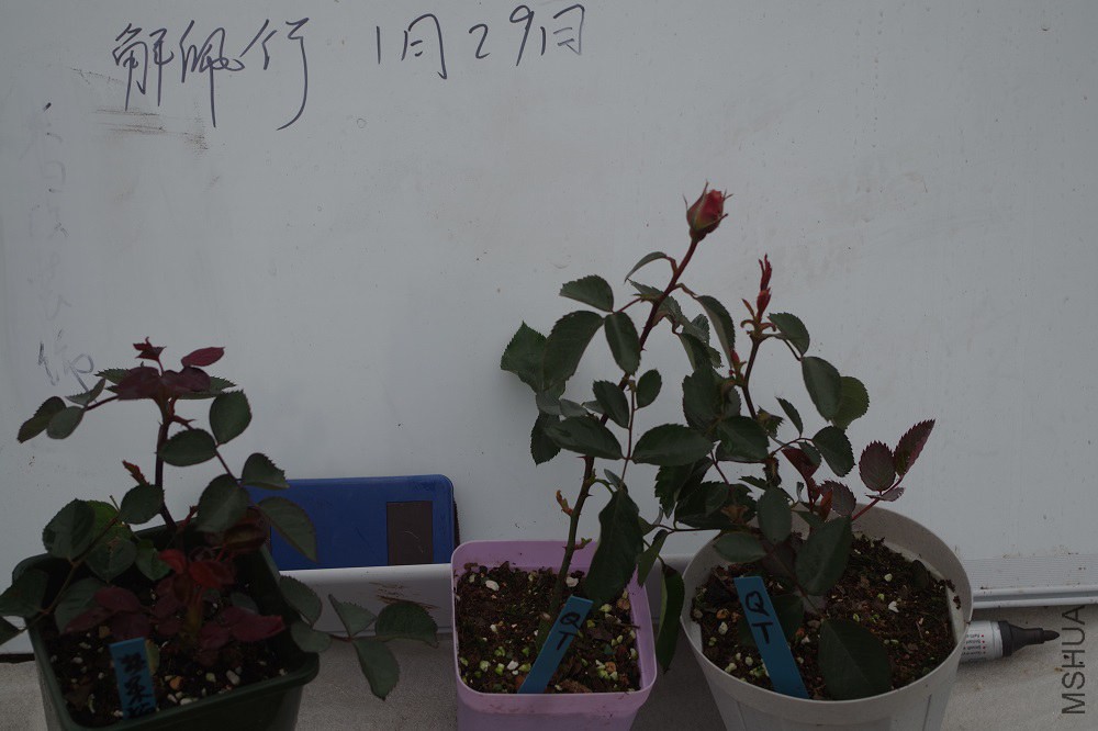 IMGP0510.JPG