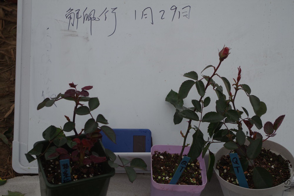 IMGP0511.JPG