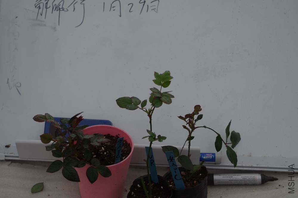 IMGP0512.JPG