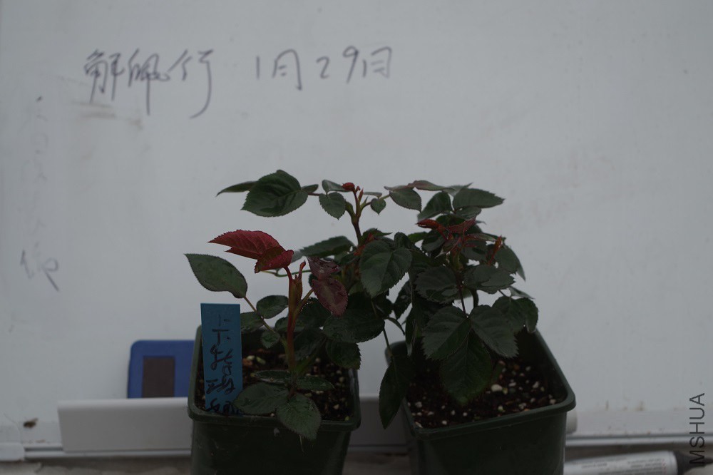 IMGP0515.JPG