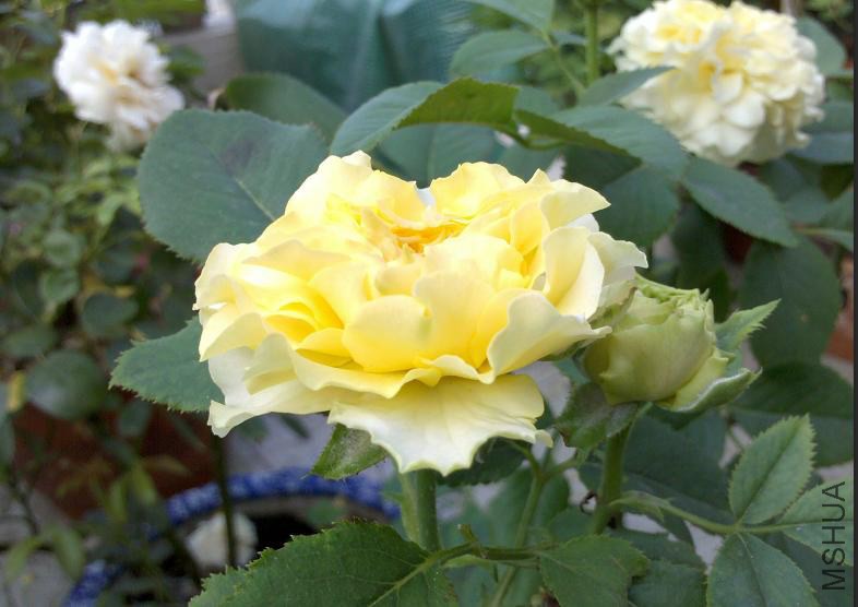 �������Ļ������ơ�ɫ������ƫ��